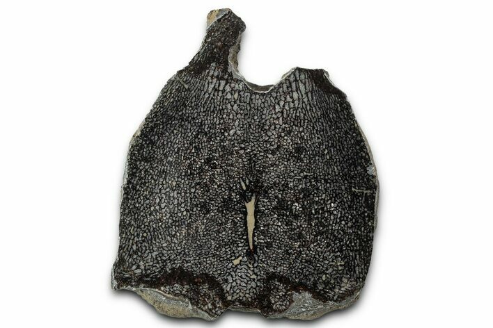Cut and Polished Fossil Mosasaur Vertebra - Texas #350910